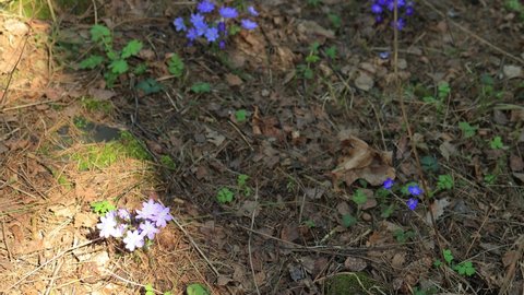 Blue violet flowers Liverwort Hepatica in the forest on a sunny day in spring