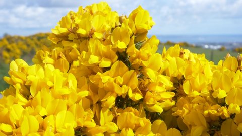 Gorgeous Gorse Wildflower On A Sunny Weather In Wickland Mountains. close up