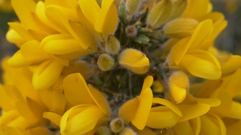 Macro Of Beautiful Gorse Wildflower From The Wicklow Mountains In Ireland. close up