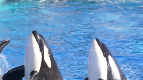 4 Killer whale close up in blue water