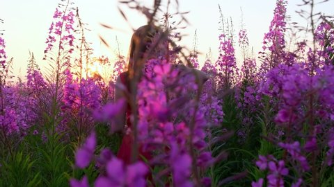 View back of young brunette woman walks along pink field among florets of willow tea, she touch flowers blooming sally.Girl in tall stems of fireweed on bright sunny evening at sunset