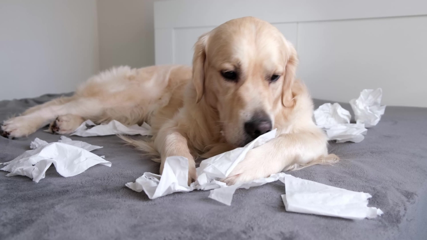 The dog on the bed gnaws at white napkins from excitement or play. the golden retriever has made a mess in the bedroom. Pets alone at home concept. | Shutterstock HD Video #1073150759