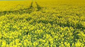 Drone video of flight over blooming and yellow shining rape fields in springtime
