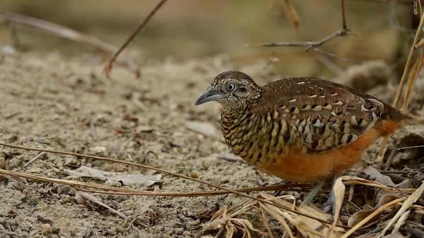 lovely dancing bird while walking on ground like micheal jackson rythm