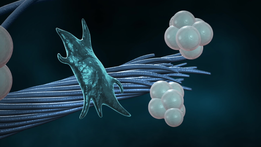 3d animation of hyaluronic acid penetrate inside fibroblast and duplicate it. After this operation  collagen structure joins. All levels are separated with luma key Royalty-Free Stock Footage #1073170496