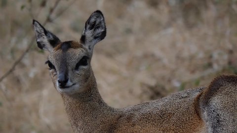 Klipspringer Antelope in Natural Environment