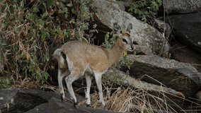 Klipspringer Antelope in Natural Environment