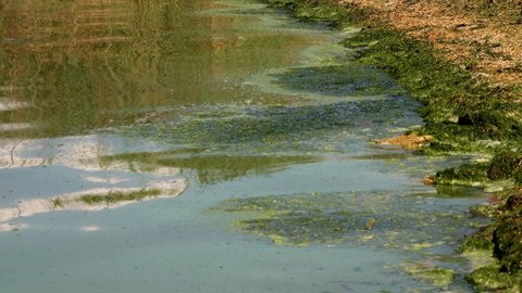 Harmful algal bloom (Microcystis aeruginosa) and Enteromorpha in the Khadzhibeyskyi Liman, Ukraine