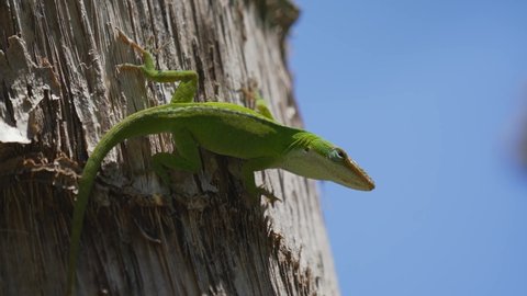 This slow motion video shows an alert Green Anole (Anolis carolinensis) lizard climbing along bark and looking around with a blue sky in the background.