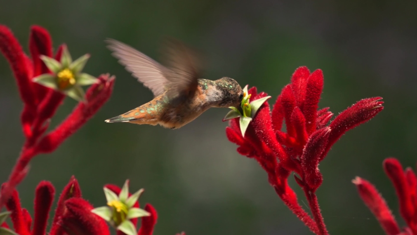 This slow motion macro video shows a beautiful Allen's humming bird feeding on blooming anigozanthos red kangaroo paw plants and then flying off. Royalty-Free Stock Footage #1073180450