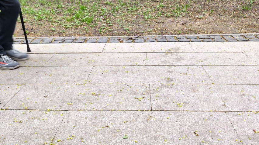Dog Corgi puppy and his human walk in park