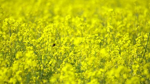 Yellow blooming rapeseed field with bumblebee flying, static view
