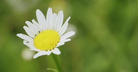 Macro shot of a single marguerite growing in a field. Static shot with shallow depth of field. Flower getsed by fresh spring wind.