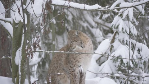 Graceful Eurasian lynx staring with piercing gaze amidst Winter forest - Long Medium shot