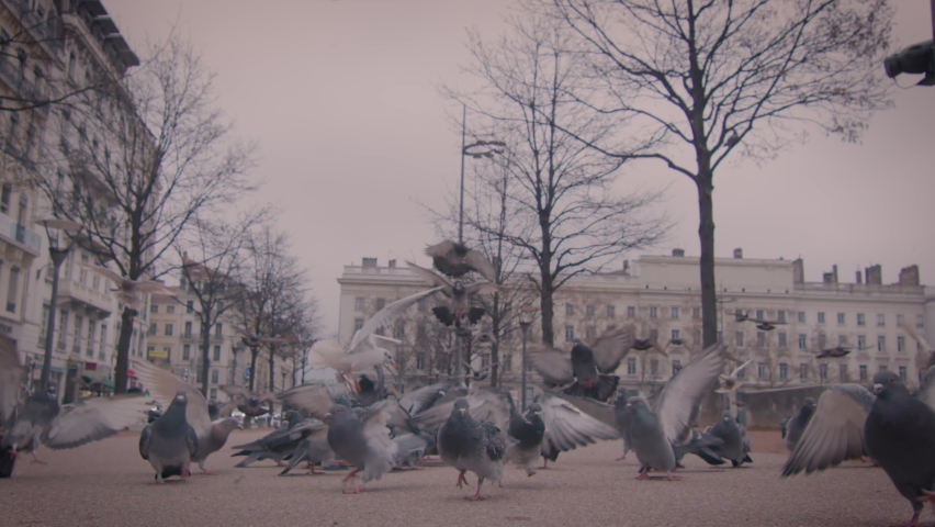 Low angle view on street in Lyon, France full of urban pigeons fly, slow motion