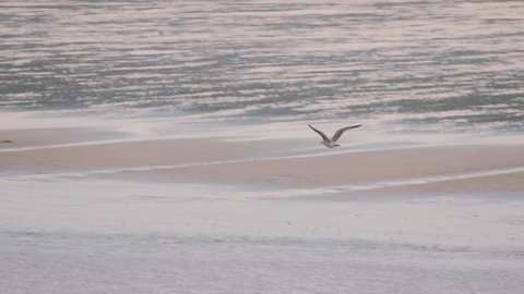 Common See Gull flying in slow motion, silhouetted against shallow coastal water.