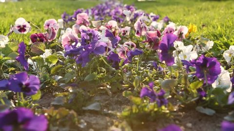 A flowerbed of purple pansies sways in the wind in the sun's harsh light. Landscape design of the park