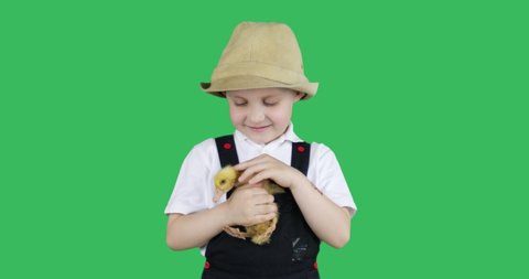 Cheerful little boy stroking a small baby duck on a green background. Chroma key. Green screen.