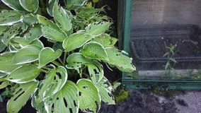 Hosta plant also known as plantain lily with snail and slug damage which is a spring summer flower herbaceous perennial video footage clip