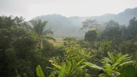 Video footage of morning foggy view to rice fields, palm trees, papaya tree, banana trees, tropical nature in Sidemen in Bali