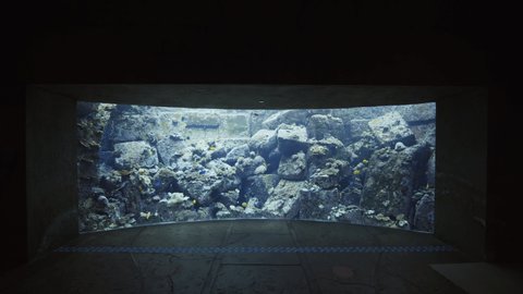 水槽 熱帯魚 の動画素材 4k Hd動画クリップ Shutterstock 水槽 熱帯魚 の動画素材 4k Hd動画クリップ Shutterstock