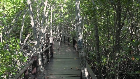 Nature view of 4k Resolution. Scenery while walking around the mangrove forest during the day.