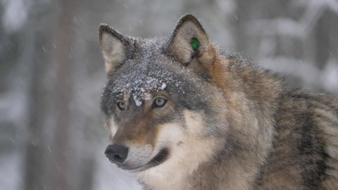 Piercing look of Large Grey Wolf persevering under harsh cold snowfall - Portrait medium close up shot