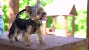 4k video. Cute dog breed Yorkshire Terrier happily looks at the owner sticking out tongue