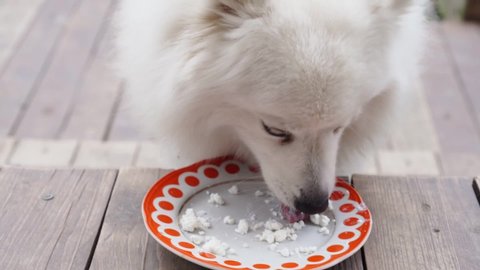 Japanese Spitz Fed Cottage Cheese Food Stock Footage Video 100 Royalty Free Shutterstock