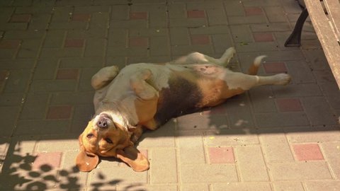 Basset Hound's dog lies belly up on the tile. keeping pets in the yard of the house in the warm season.