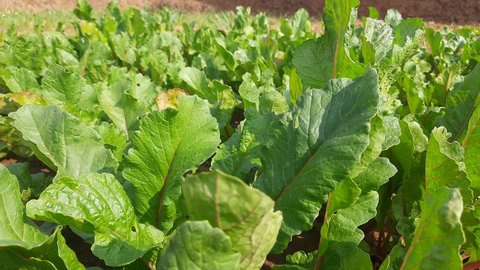 Radish with leaves in vegetable garden. It is an edible root vegetable of the family Brassicaceae. Its others name Raphanus raphanistrum subsp, sativus,daikon radish and White radishes. 
