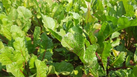 Radish with leaves in vegetable garden. It is an edible root vegetable of the family Brassicaceae. Its others name Raphanus raphanistrum subsp, sativus,daikon radish and White radishes. 