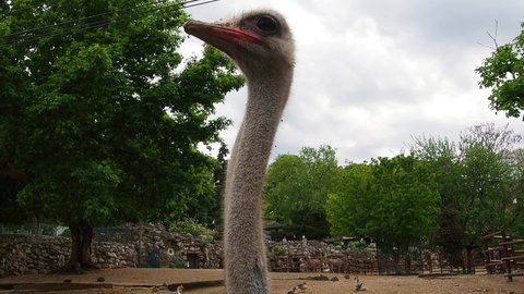 Belgrade, Serbia, April 25, 2021. African Masai ostrich. The ostrich proudly looks to the side. Neck fur plucked, right eye closed or damaged. Protective film visible when blinking