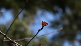 Single flower bud on a tree.
Closeup video footage of a tree.
