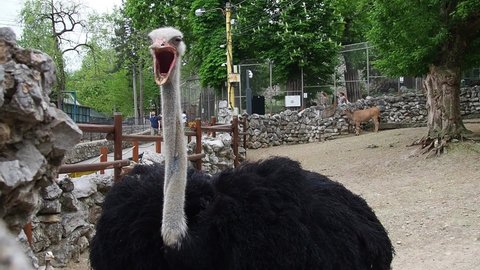 Belgrade, Serbia, April 25, 2021 Ostrich yawns. African Masai ostrich. The ostrich looks to the side, then turns its head the other way, opens its beak, closes its left eye. Bird at zoo. 