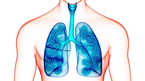 Human Respiratory System Lungs with Alveoli Anatomy Animation Concept. 3D