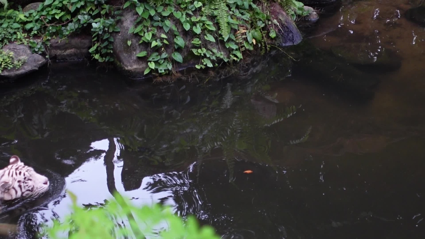 Lone White Tiger Wading in Water