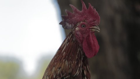 Cirebon, West Java, Indonesia - CIRCA 2021: Indonesian Laughing Chicken Rooster or Ayam Ketawa Cocks