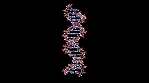 DNA segment (most common B-form, duplex). Transparent background.
