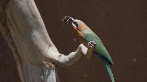 This slow motion video shows a perched white-fronted bee-eater (Merops bullockoides) bird tossing a cricket up in the air and then chomping and eating it.