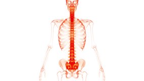 Spinal Cord Vertebral Column of Human Skeleton System Anatomy Animation Concept. 3D