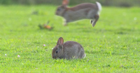 Cute tiny bunny rabbits jumping and nibbling green grass slow motion