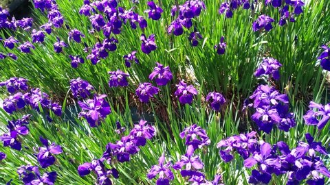 Purple Japan Stock Video Footage 4k And Hd Video Clips Shutterstock Purple Japan Stock Video Footage 4k And Hd Video Clips Shutterstock