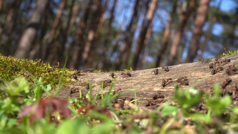 Ants crawling on a log. An ant carries a twig from left to right of screen. Forest out of focus in the background. 4K