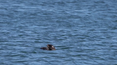 Sea otter eating a fat innkeeper worm aka "penis fish".