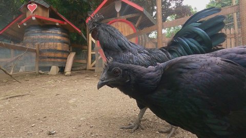 Ayam Cemani beautiful black rooster and chicken. Low-angle close-up