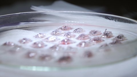 Standard-graft hair follicles prepared in petri dish ready for implantation: transplantation medicine (focus zoom)