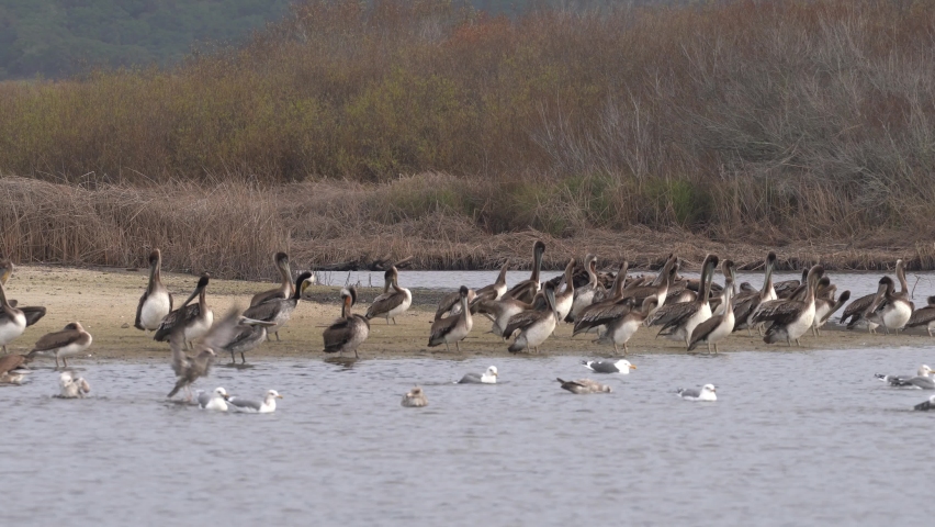 California Brown Pelicans and gulls resting and bathing in a shallow lagoon in Central California.