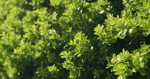 Detailed shot of boxwood leafs moving in the wind. Bush gets light from the sun. Static shot with shallow depth of field.