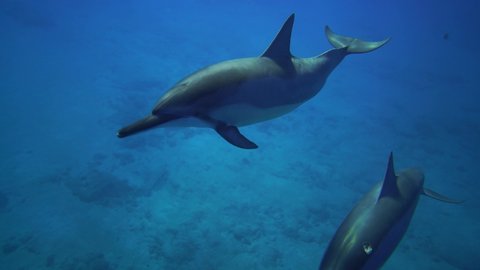 Video of Dolphins Swimming 4K